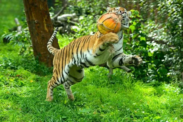 1974年属什么 1974年属什么生肖属于什么命