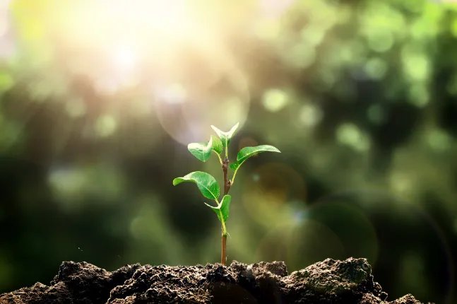 中国的植树节是几月几日 我国的植树节是哪天设定的