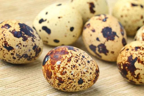 鹌鹑蛋的功效与作用