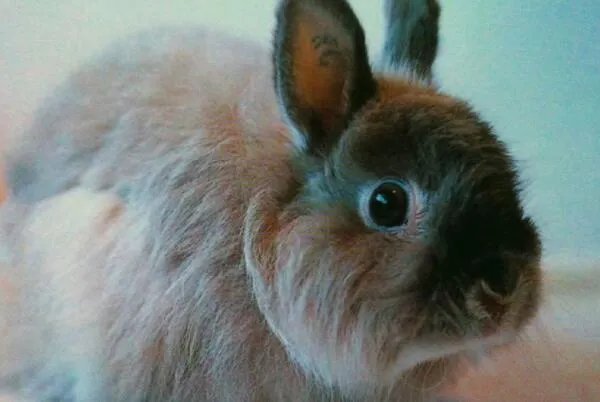 十大宠物兔品种，多种垂耳兔上榜，第一最小巧可爱