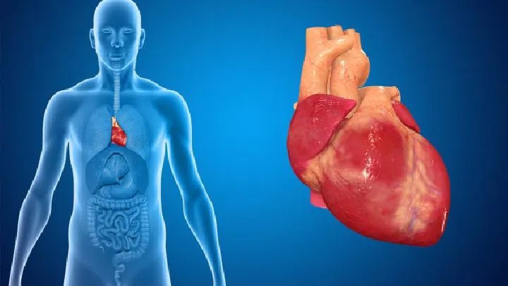 器官移植费用要多少钱