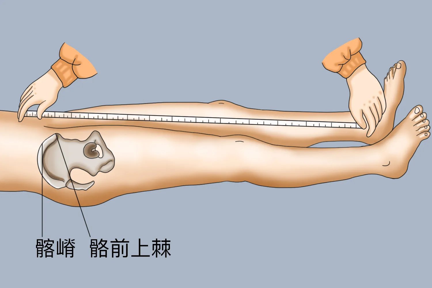 测量腿长正确方法图示