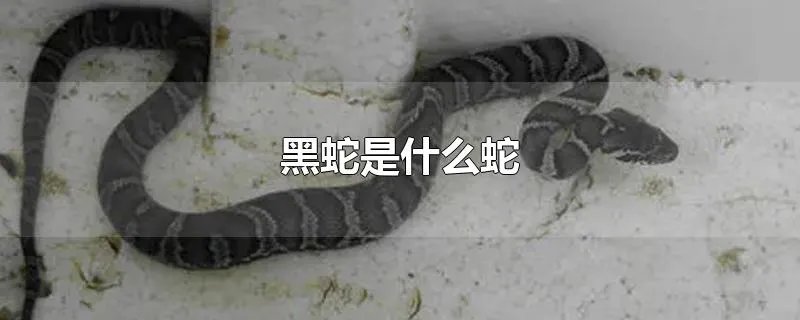 黑蛇是什么蛇