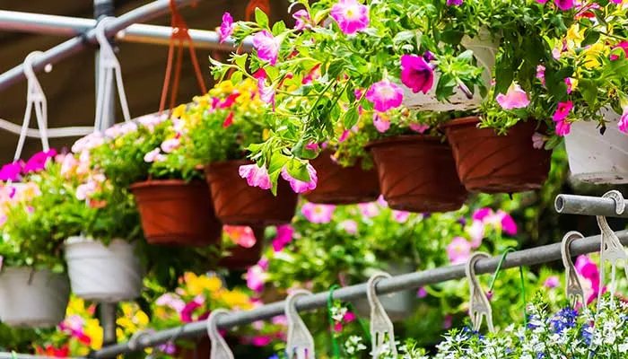 喇叭花花语 喇叭花花语是什么