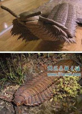 远古蜈蚣虫图片长什么样子 世界上最大的远古蜈蚣虫有多大