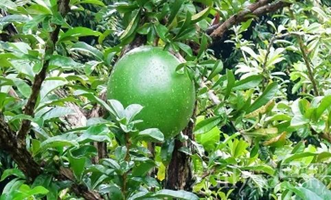 世界十大最奇特的树