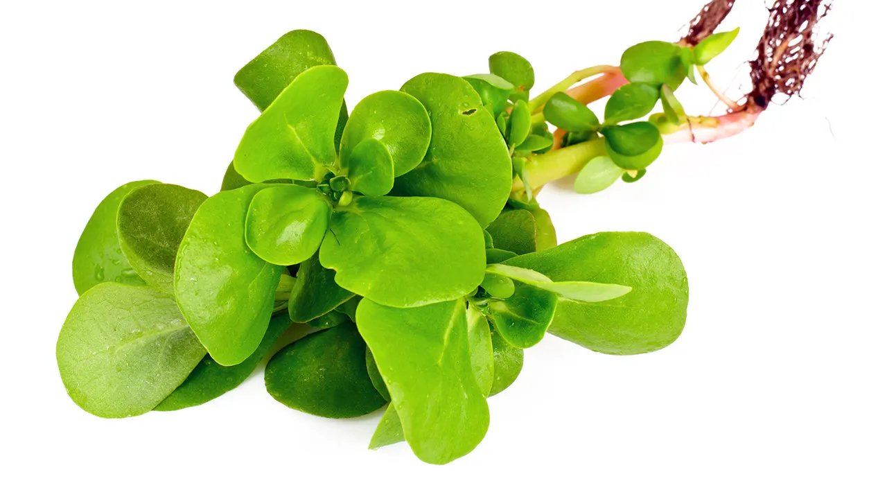 中药马齿笕功效与作用