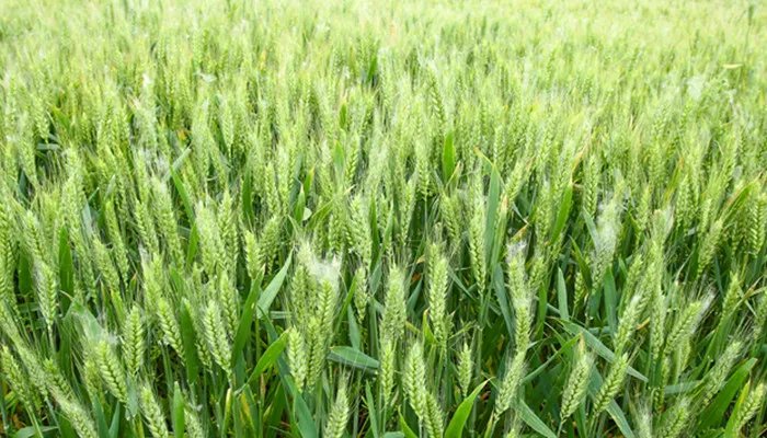 麦子什么时候成熟 麦子是什么季节熟的