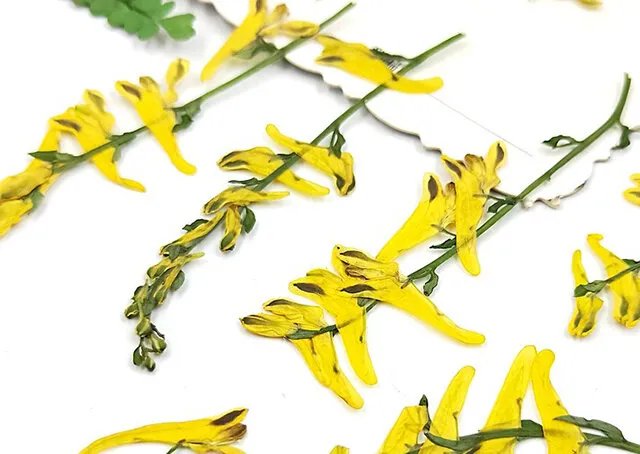 黄堇是什么科 黄堇的功效与作用