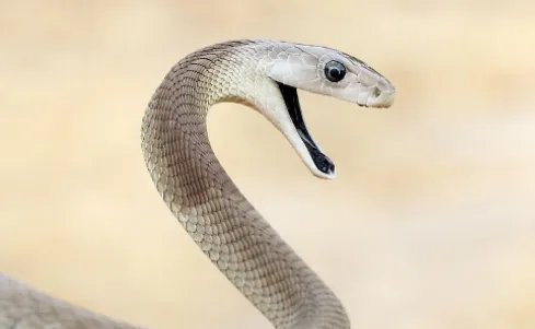 黑曼巴是什么意思