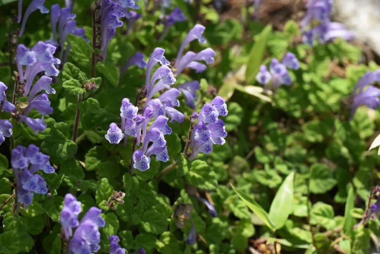 野生黄芩图片大全