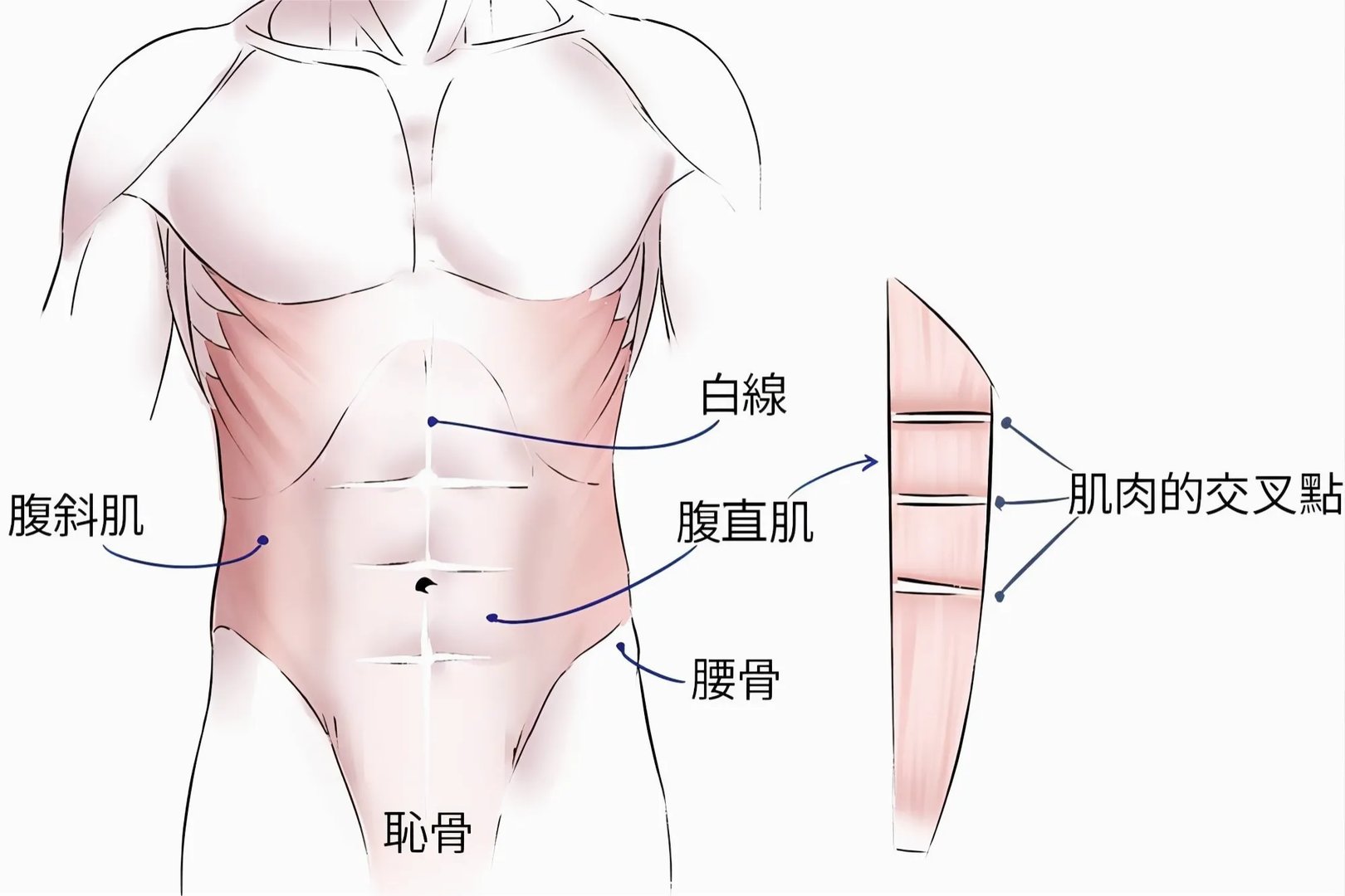 人体构造图腰的位置