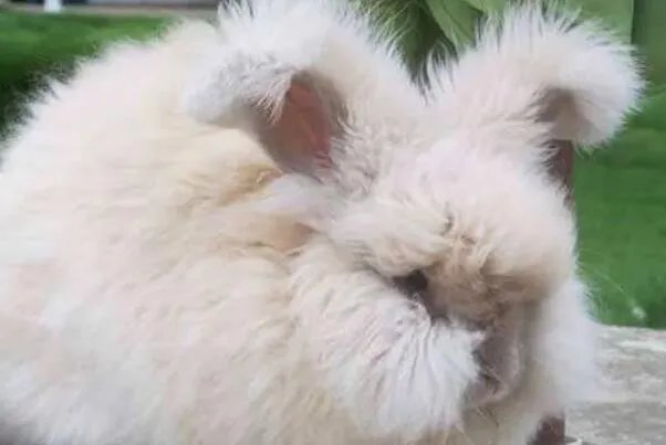 十大宠物兔品种，多种垂耳兔上榜，第一最小巧可爱