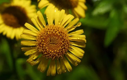 惢是什么意思？