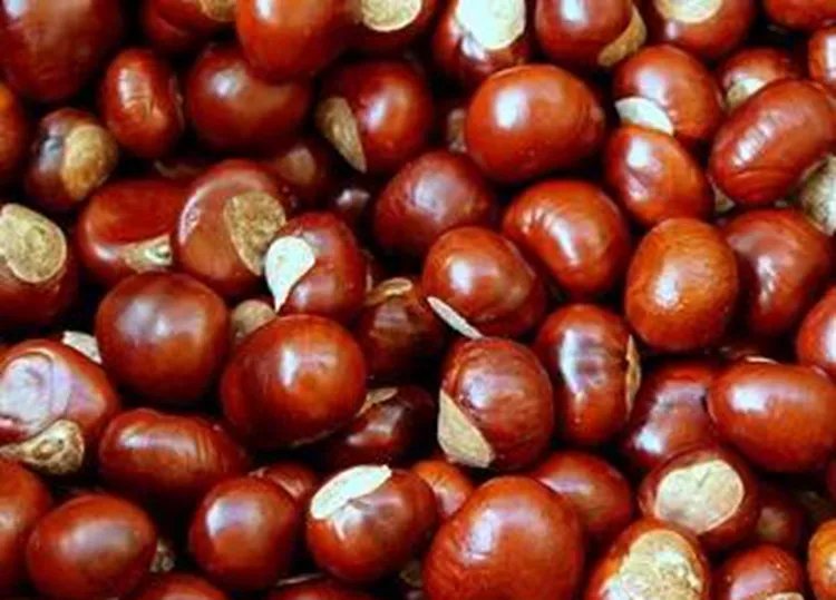 栗子的功效与作用