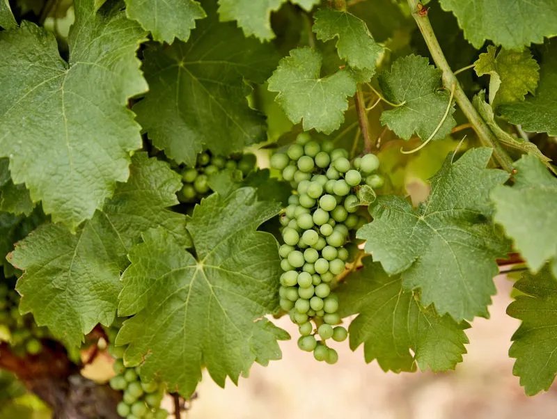 葡萄皮的功效与作用