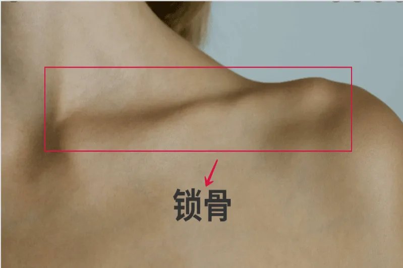 正常锁骨的图片