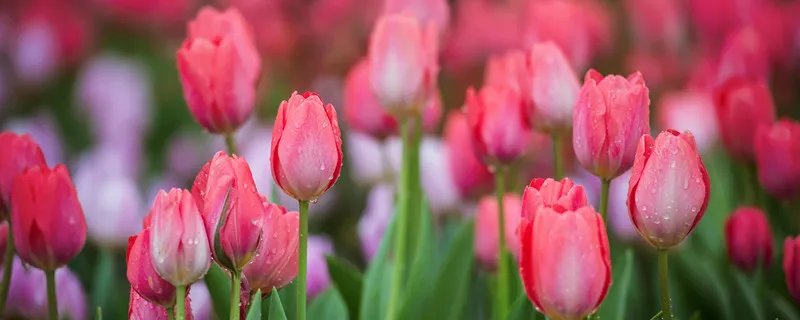 郁金香是哪个国家的国花 郁金花是哪个国家的国花