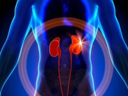 为什么要做肾部保养