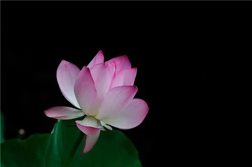 荷花的资料有哪些 荷花有什么用途