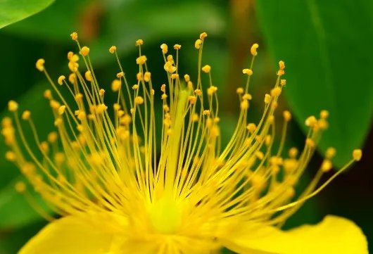 惢是什么意思？