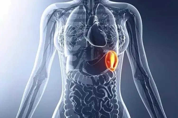 脾脏的功能和作用与在人体的位置图