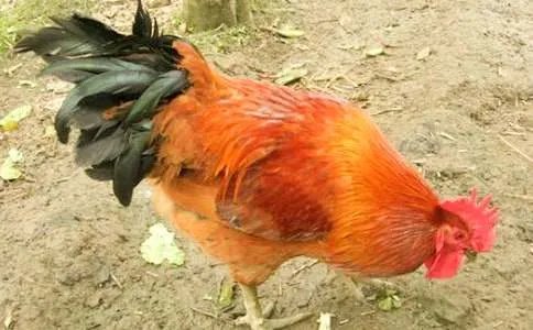 铁公鸡歇后语是什么