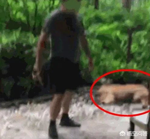 金毛护主被活活打死,除了心痛,肇事者应该接受怎样的制裁?