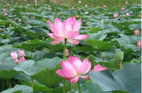 荷花的资料有哪些 荷花有什么用途