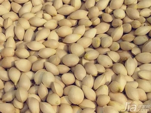 白果是什么 白果图片欣赏