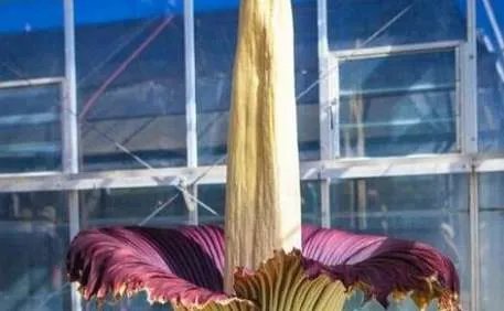 世界上最高贵神秘的花——来自的古巴幽灵兰花