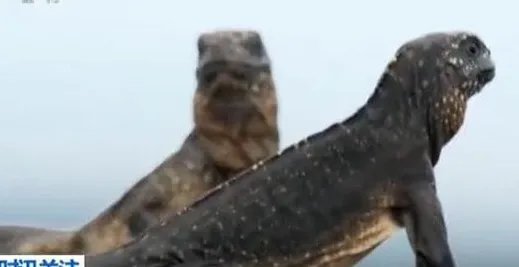 BBC涉嫌造假不止一回?