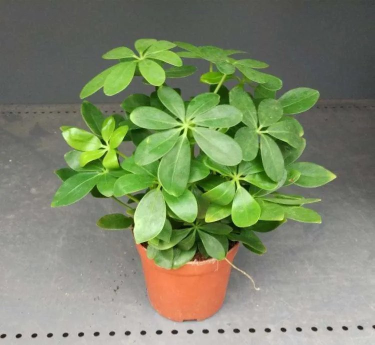 客厅放什么花风水好 客厅植物摆放风水禁忌