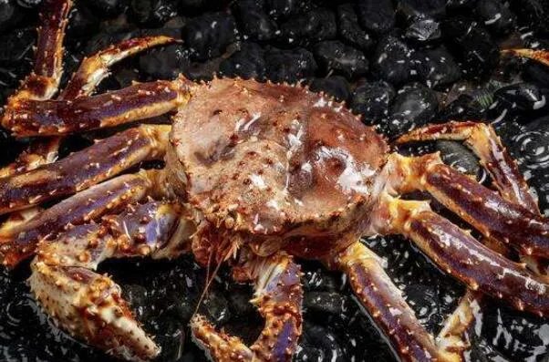 世界上最大的螃蟹排名 帝王蟹仅第三，第一体长可达3米