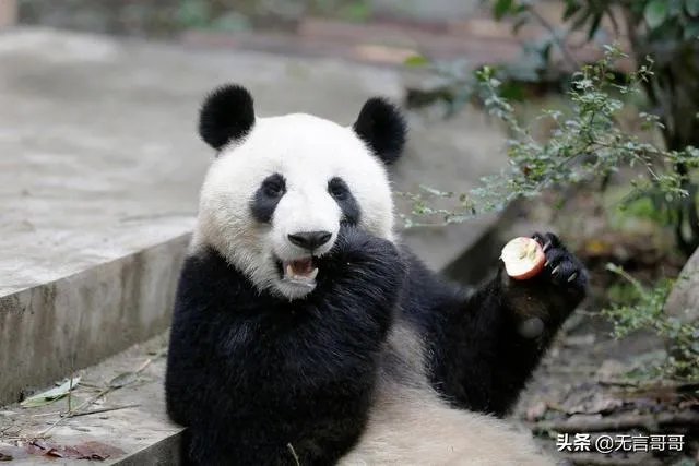 大熊猫是猫吗？