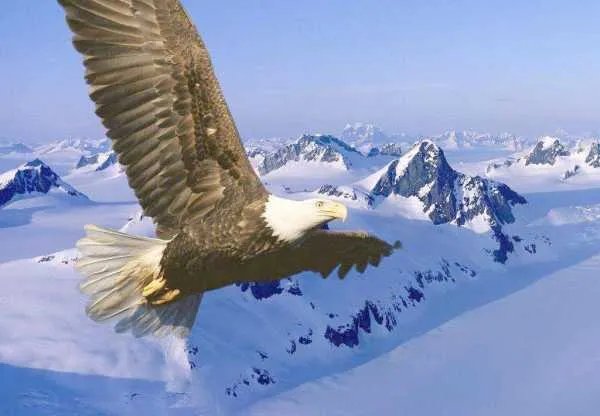 大鹏一日同风起,扶摇直上九万里什么意思