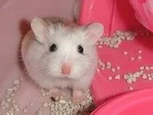 仓鼠的种类和图片？