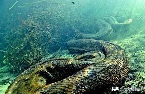 传说中的大海蛇,已经有几千年目击记录,为什么没留下任何证据?