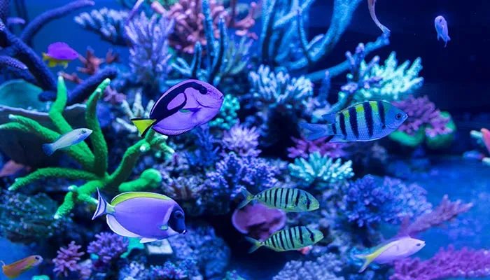 电鳗能电死人吗 电鳗能不能电死人