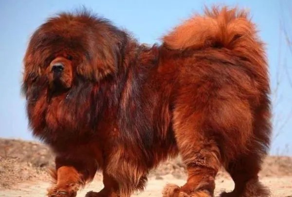 十大最贵的狗排名