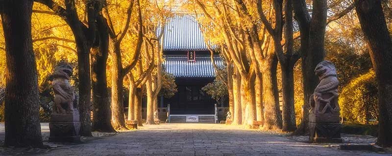 树欲静而风不止的下一句是什么  树欲静而风不止的下一句