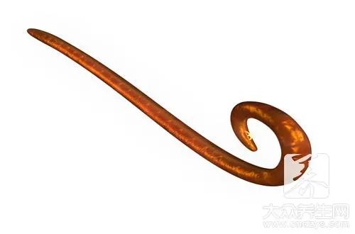 黄鳝寄生虫怎么杀死