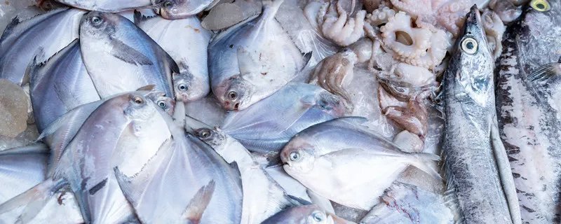 地震鱼有什么预兆 地震鱼预示着什么