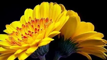 世界上最高贵神秘的花——来自的古巴幽灵兰花