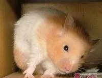 仓鼠的种类和图片？