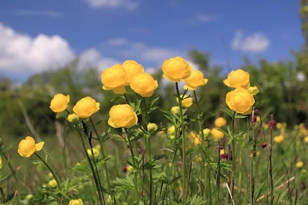 金莲花的功效与作用