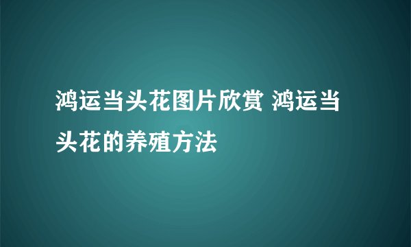 鸿运当头花图片欣赏 鸿运当头花的养殖方法