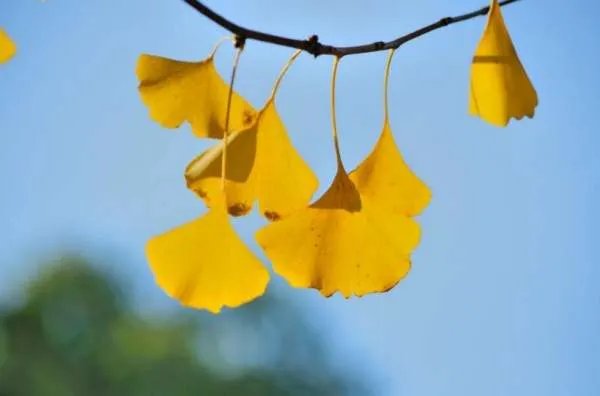 各种树叶图片及名称