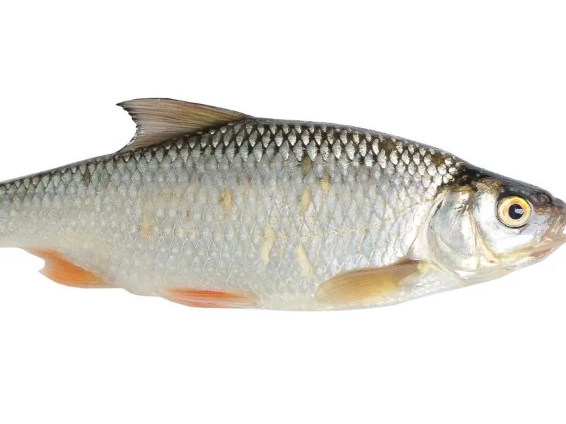 鱼胶的功效有哪些