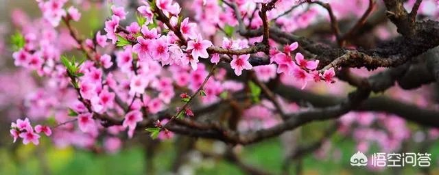 月上柳梢头人约黄昏后。写的是什么节日。